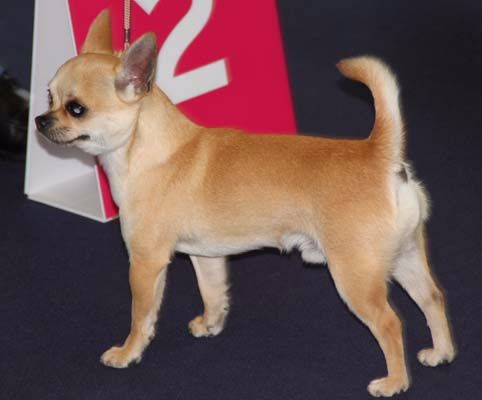 Les Chihuahua de l'affixe De La Tour Du Connetable