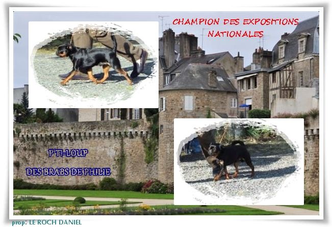 De La Tour Du Connetable - TITRE DE CHAMPION DES EXPOSITIONS NATIONALES