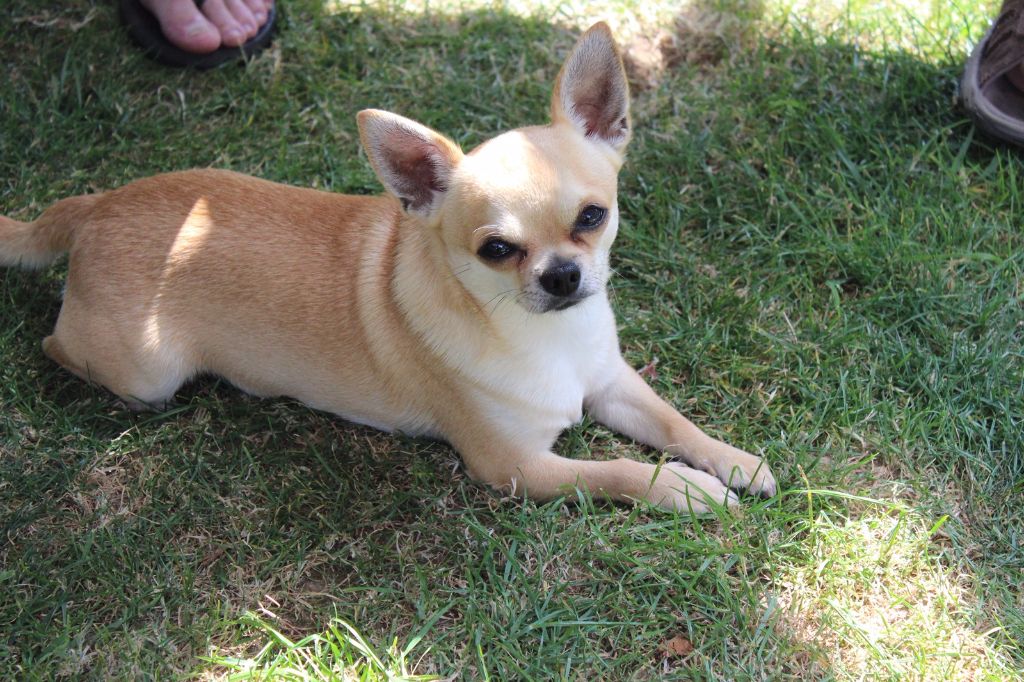De La Tour Du Connetable - Chihuahua - Portée née le 10/04/2018